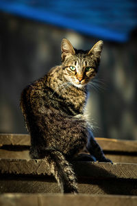 Portrait of cat sitting outdoors