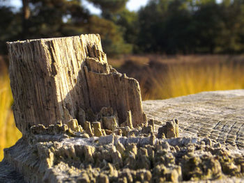 Close-up of wood