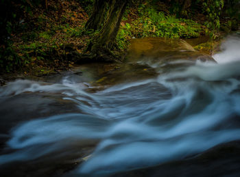 River flowing through forest