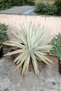 Close-up of plants
