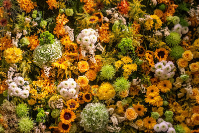 High angle view of yellow flowering plants