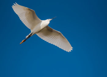 Low angle view of bird flying against clear blue sky