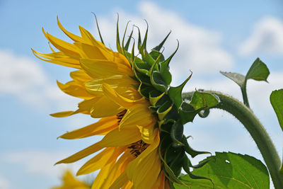 Close-up low angle view of plant against sky