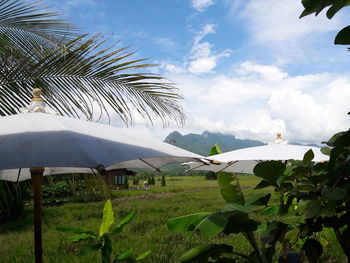 Palm trees on landscape against sky