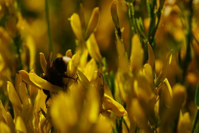 Close-up of insect on flower