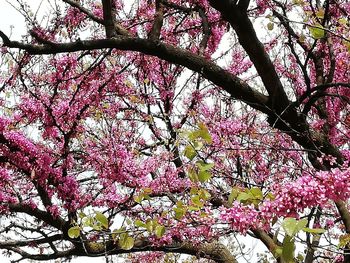 Low angle view of pink flowering tree