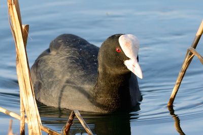 Side view of water bird swimming in lake