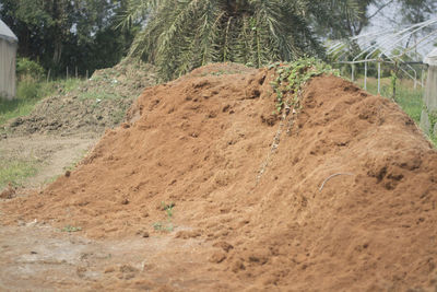 Close-up of pine trees on field