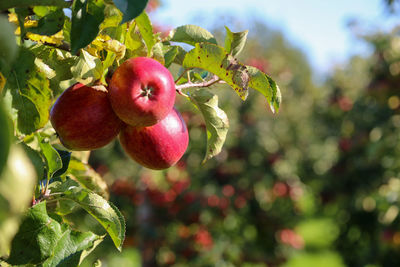 Close-up of apple growing on tree