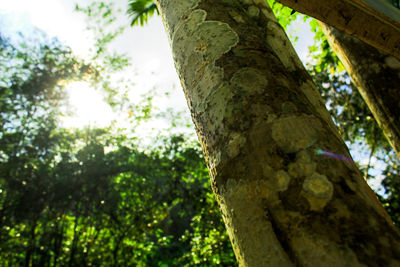 Low angle view of tree trunk in forest