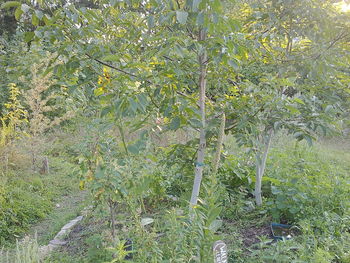 Trees growing on field