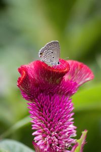 Close-up of butterfly pollinating on pink flower