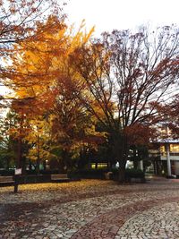 Road in autumn