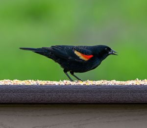 Close-up of bird perching