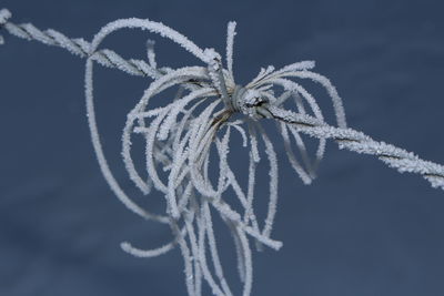 Close-up of frost on barbed wire