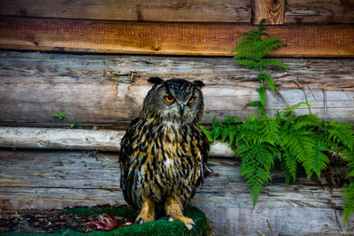 Close-up portrait of owl