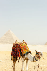 Camel standing at giza pyramids against sky