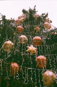 Close-up of prickly pear cactus