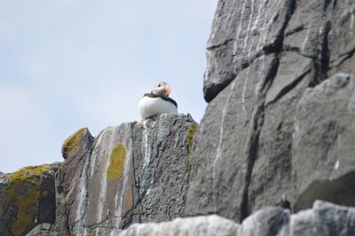 Low angle view of bird perching on rock