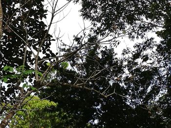 Low angle view of trees against sky