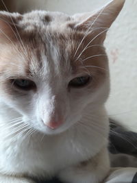 Close-up portrait of white cat