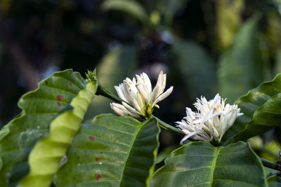 Close-up of flowering plant