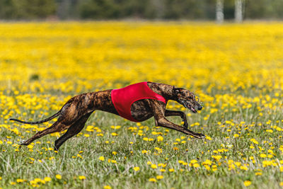 Greyhound dog in red shirt running and chasing lure in the field in summer