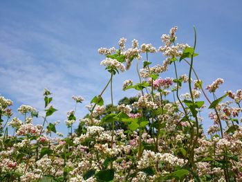 Low angle view of flowers blooming on tree