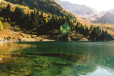 Scenic view of lake in forest