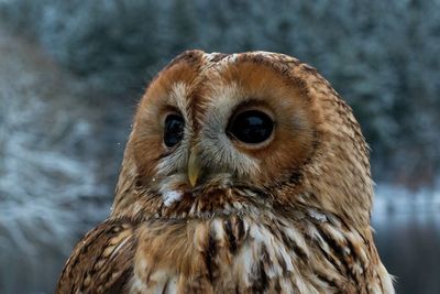 Close-up portrait of owl