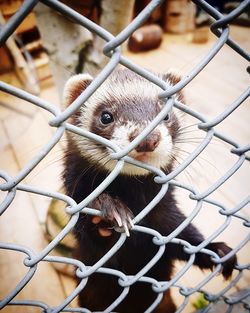 Close-up of chainlink fence in cage