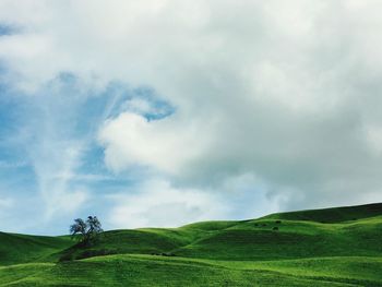 Scenic view of cattle grazing on grass area against cloudy sky