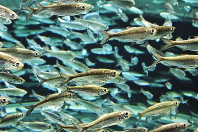 Fish swimming in sea