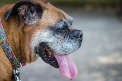 Close-up of dog sticking out tongue outdoors