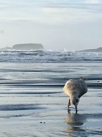 View of bird on beach