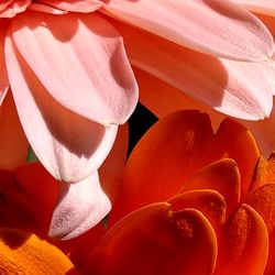 Close-up of red rose flower