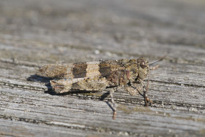 Close-up of insect on wood