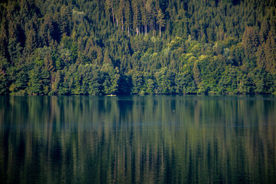 Scenic view of lake in forest