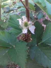 Close-up of flower on plant