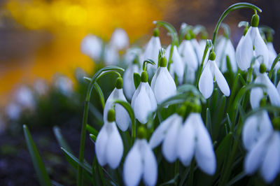 Close-up of white flowering plant