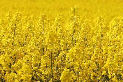 Scenic view of oilseed rape field