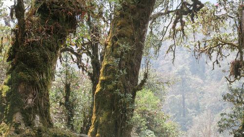 Low angle view of trees in forest