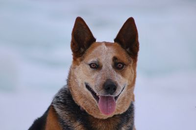 Close-up portrait of dog sticking out tongue during winter