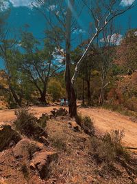 Trees on field in forest