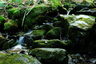 Stream flowing through rocks in forest