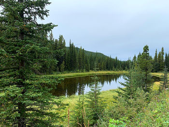 Scenic view of lake in forest against sky