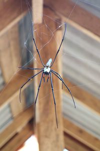 Close-up of spider on web