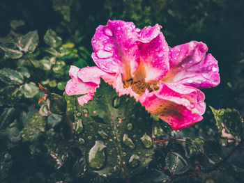 Close-up of pink rose