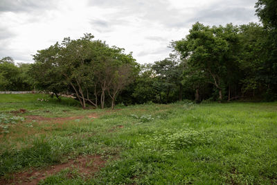 Trees on field against sky