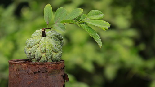 Close-up of fresh green leaf